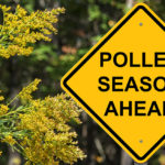 pollen_allergy_main